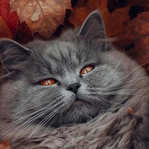 Ксения