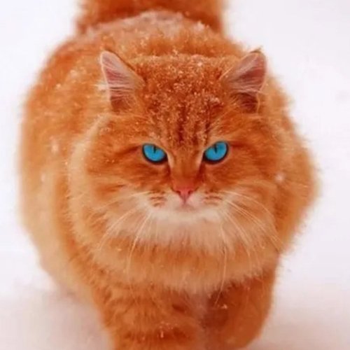 Марина, 20 февраля 2025